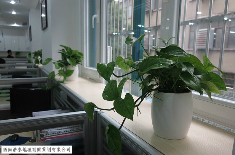 办公室植物摆放什么位置好